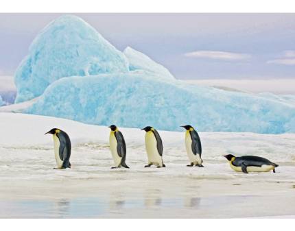 Tablou PENGUINS 120x80cm